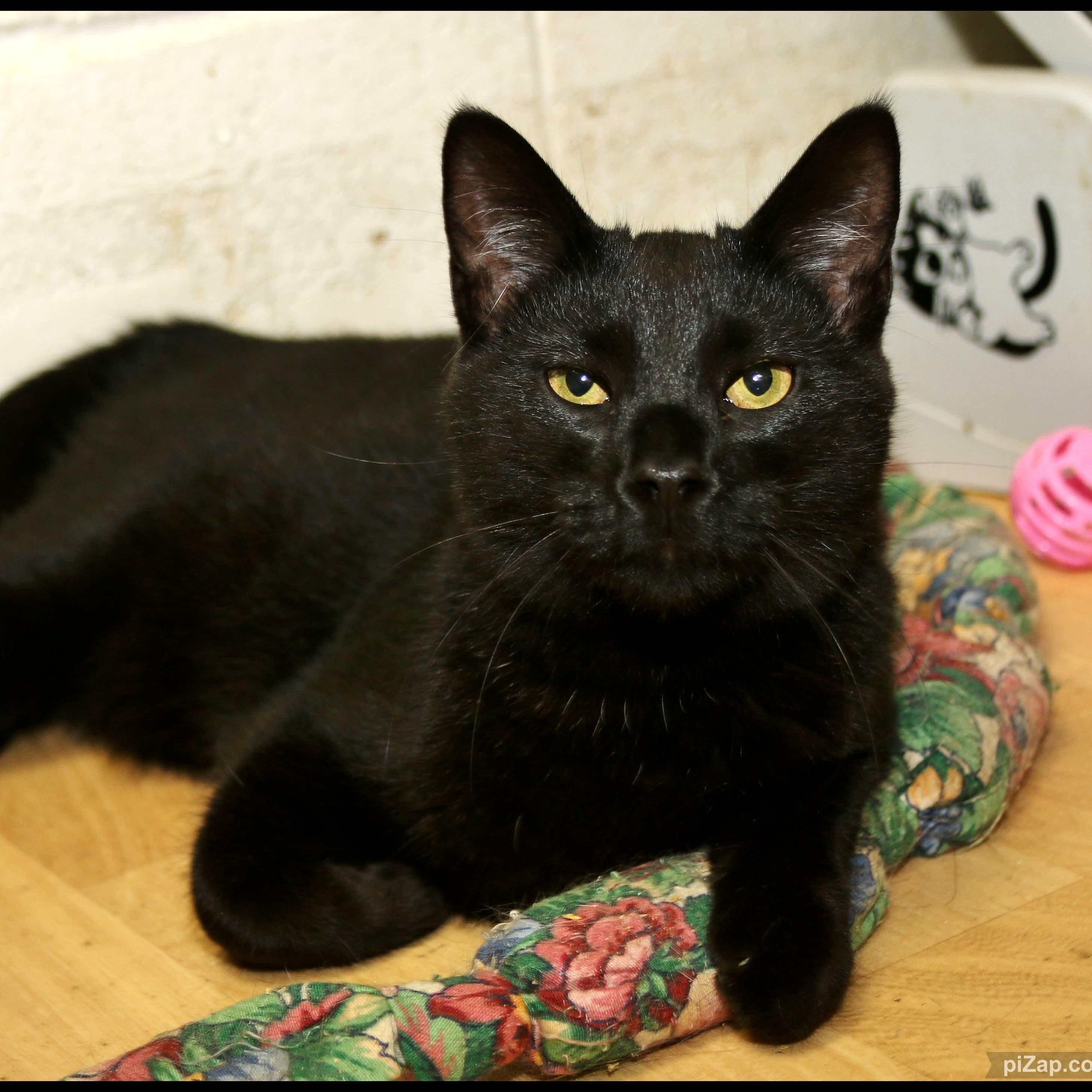 Enlarge Spike, a Adoptable Domestic Short Hair in Shippenville, PA image 1/2