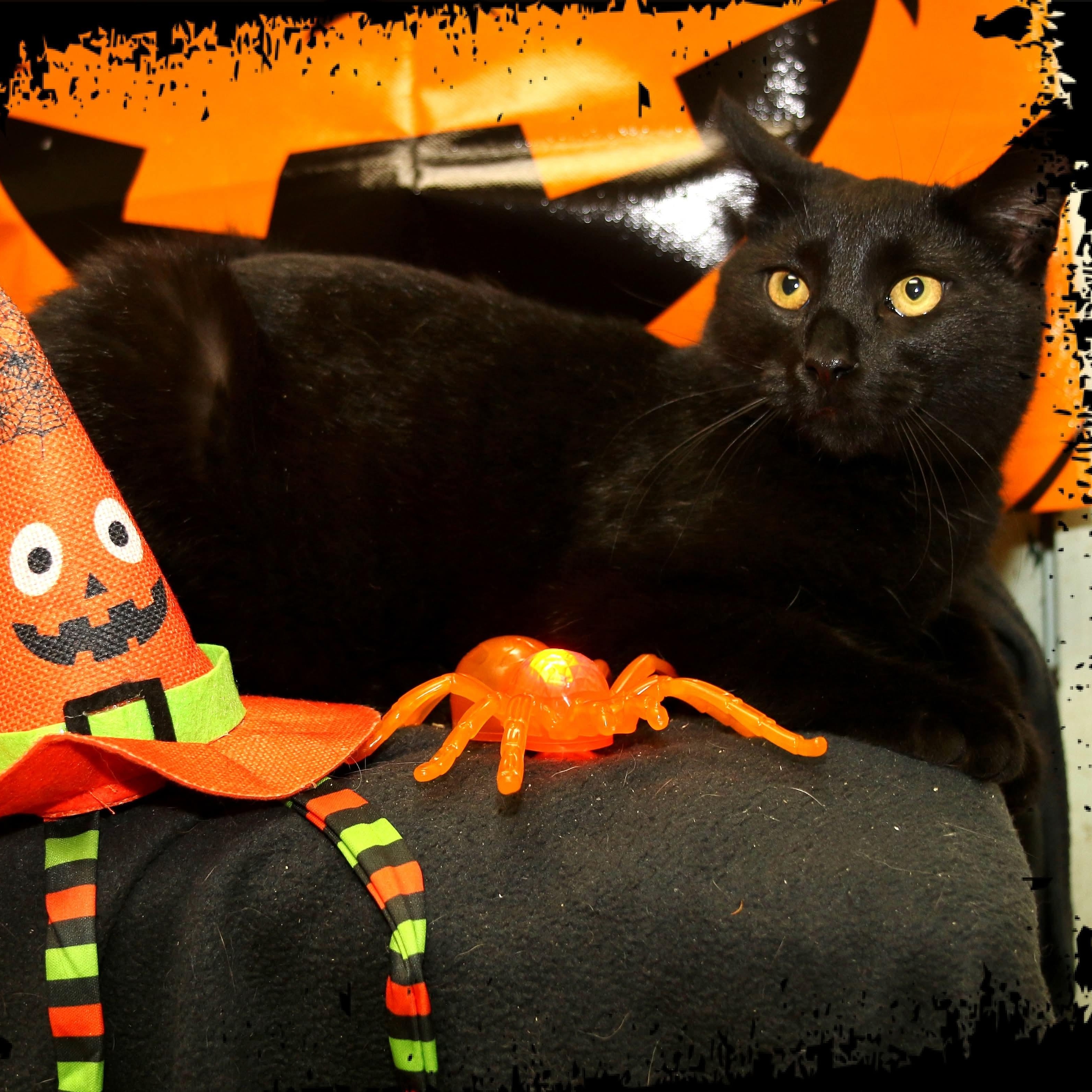 Enlarge Spike, a Adoptable Domestic Short Hair in Shippenville, PA image 2/2