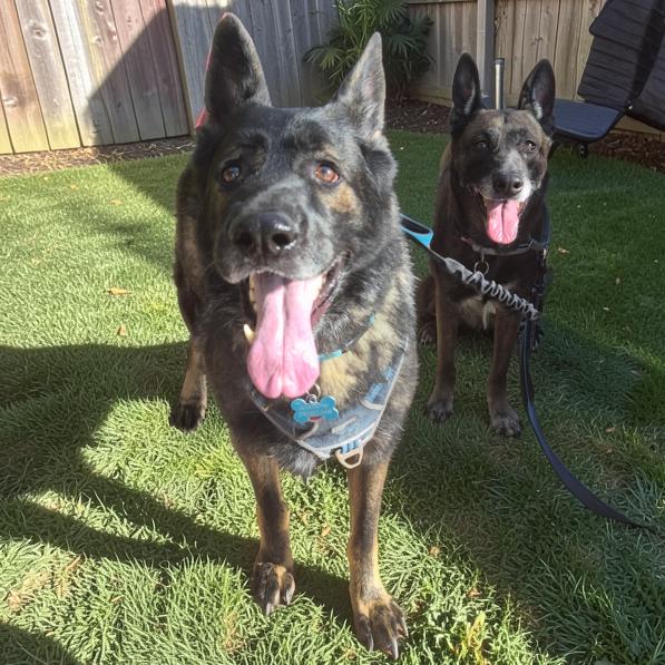 Shadow, Adoptable, Adult Male German Shepherd Dog.