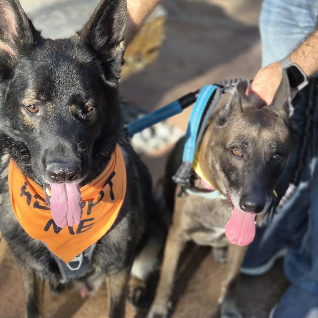 Enlarge Shadow, a Adoptable German Shepherd Dog in Las Vegas, NV image 2/2