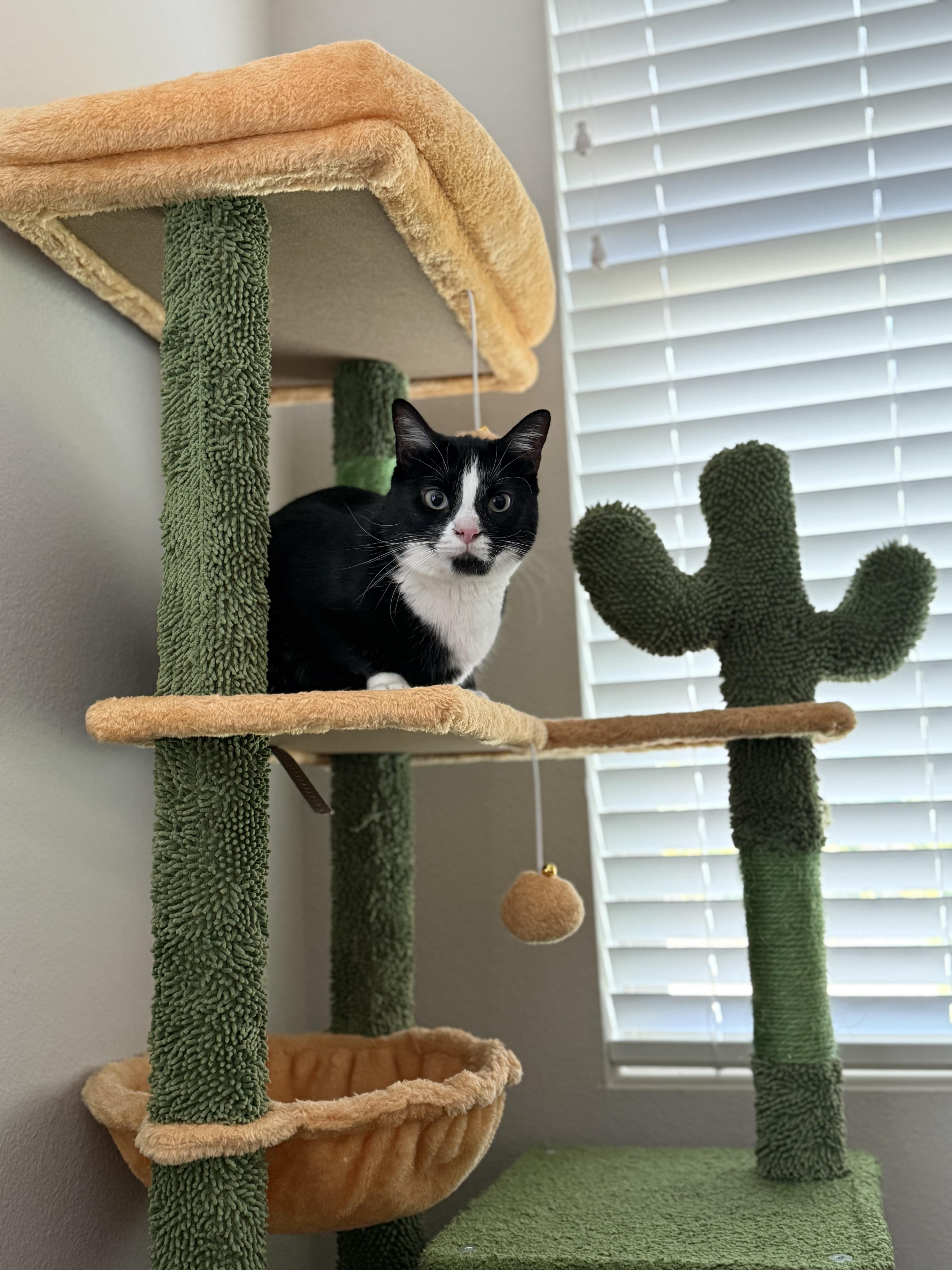 Coco, adopted, Young Female American Shorthair.