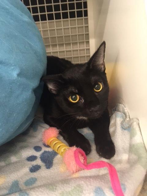 Enlarge Kini, a Adoptable Domestic Short Hair in Land O Lakes, FL image 2/3