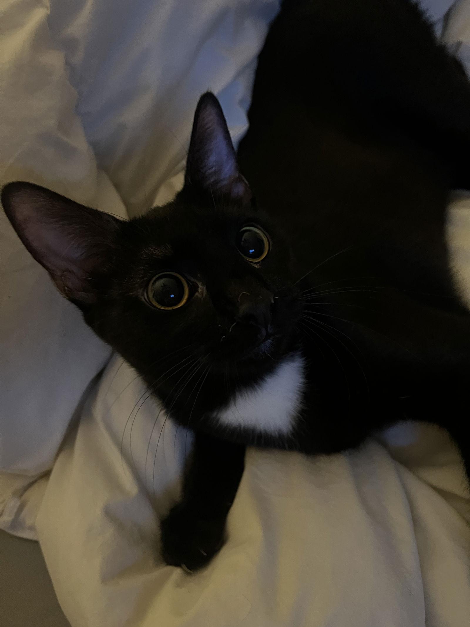 Enlarge Kini, a Adoptable Domestic Short Hair in Land O Lakes, FL image 3/3