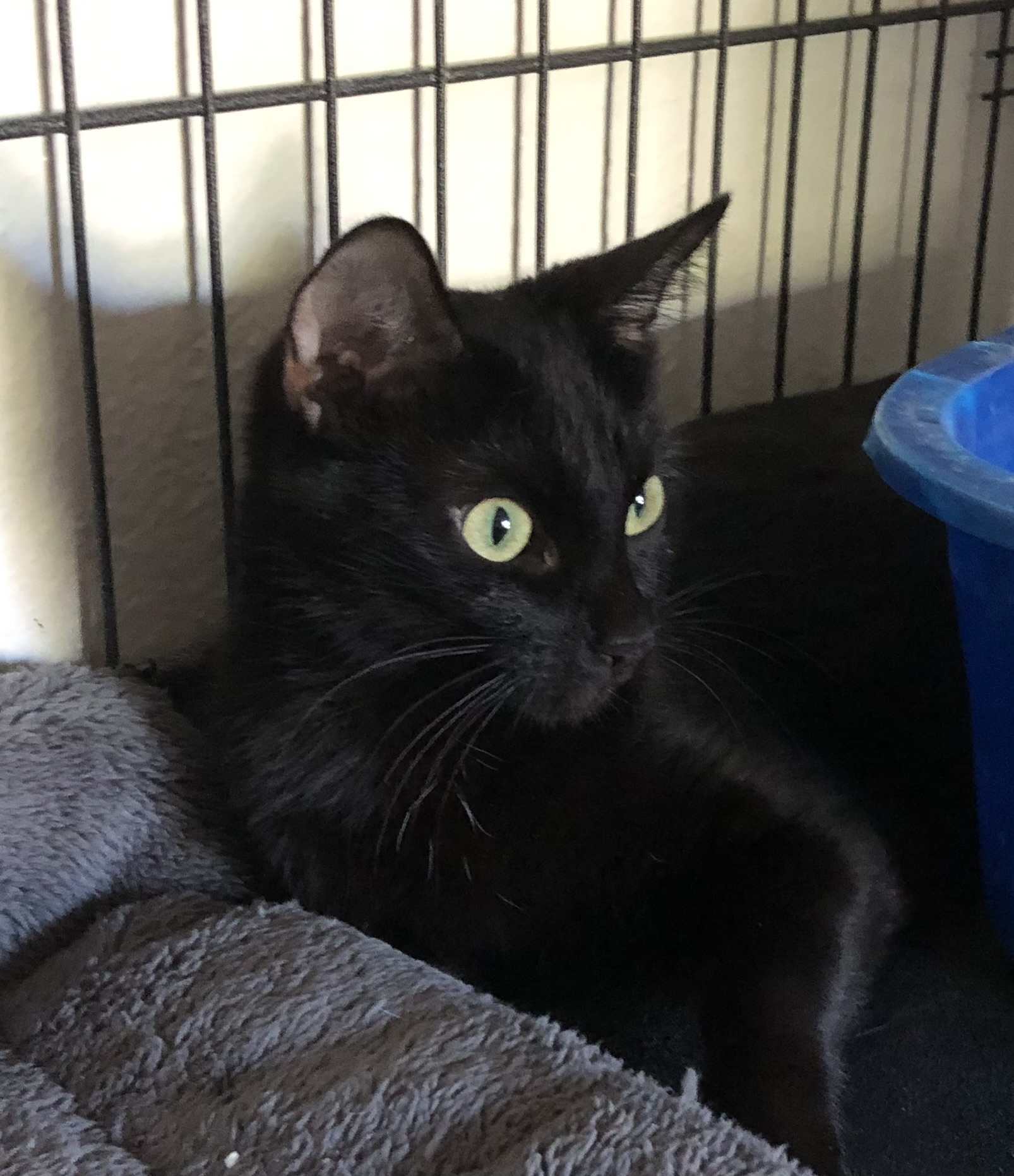 Ebony, Young Female Domestic Short Hair