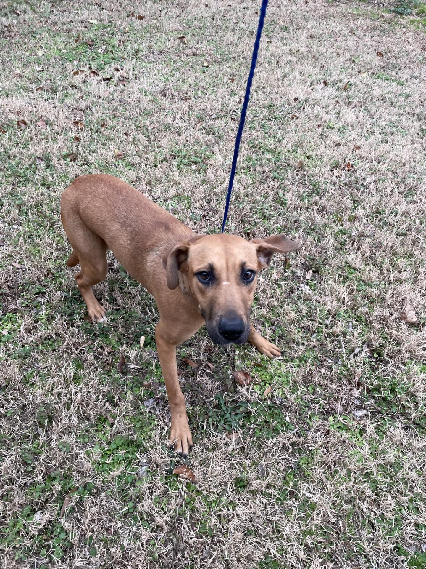 Enlarge Reese5950, a ADOPTABLE mixed breed in Rocky Mount, NC image 1/3