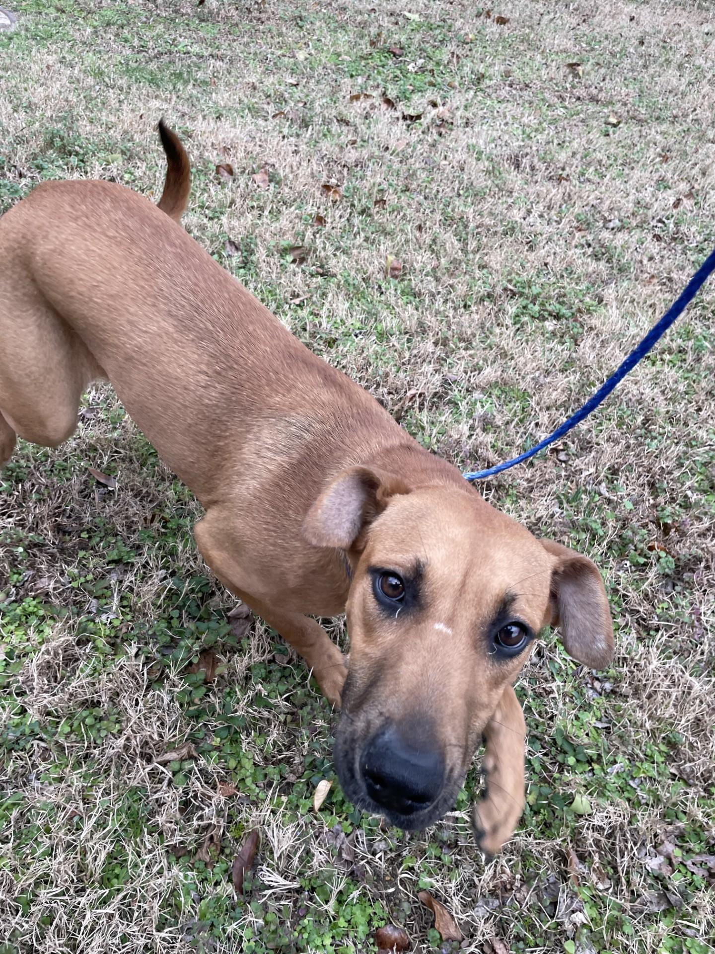 Enlarge Reese5950, a ADOPTABLE mixed breed in Rocky Mount, NC image 2/3
