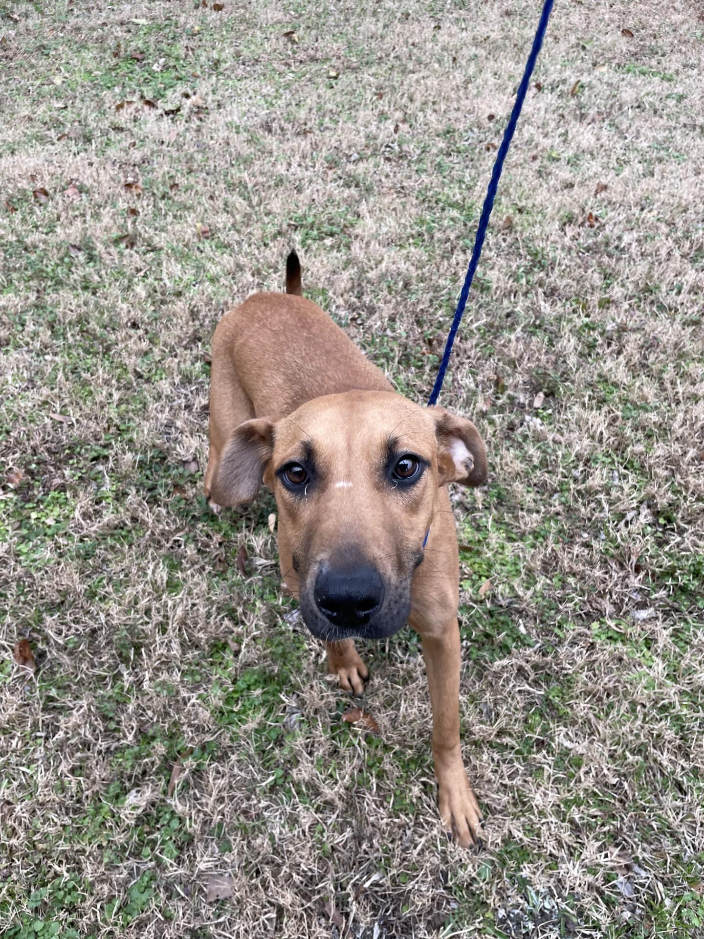Enlarge Reese5950, a ADOPTABLE mixed breed in Rocky Mount, NC image 3/3