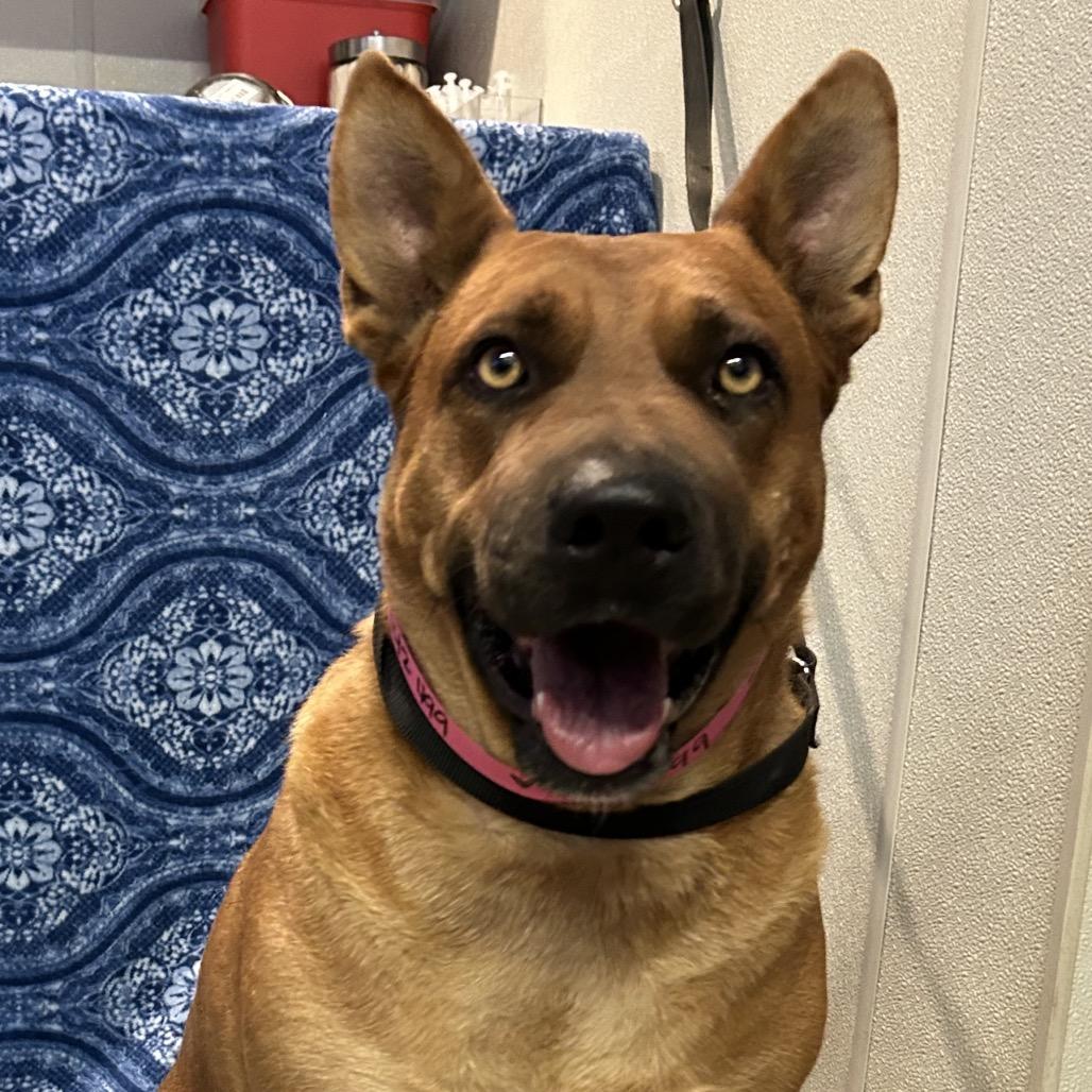 Cheesecake*, ADOPTABLE, Young • Female, Pit Bull Terrier & Chow Chow.