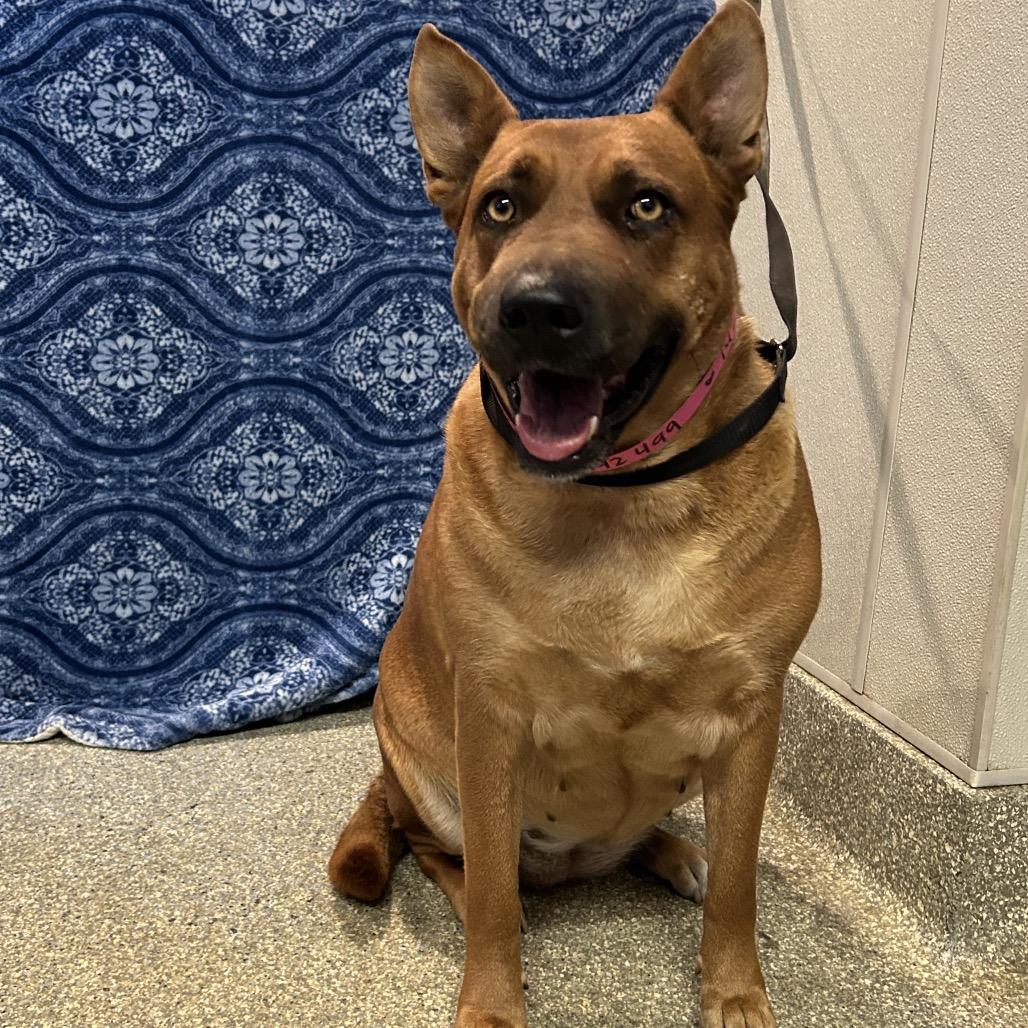 Enlarge Cheesecake*, a Adoptable mixed breed in San Gabriel, CA image 2/5