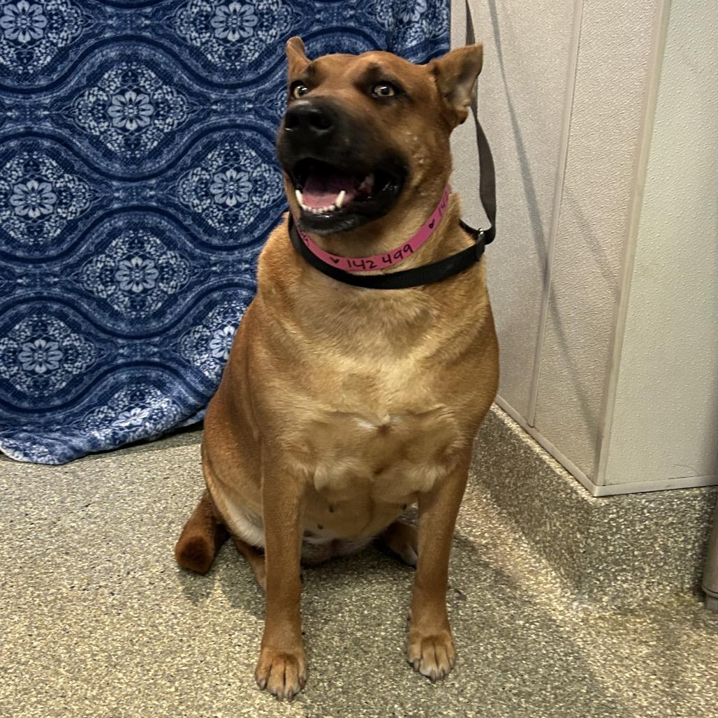 Enlarge Cheesecake*, a Adoptable mixed breed in San Gabriel, CA image 3/5