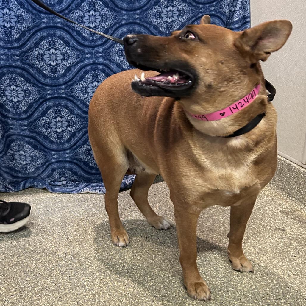 Enlarge Cheesecake*, a Adoptable mixed breed in San Gabriel, CA image 4/5