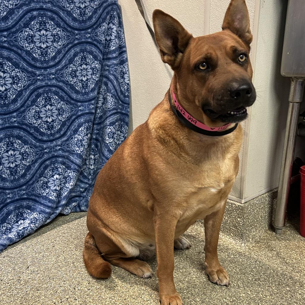 Enlarge Cheesecake*, a Adoptable mixed breed in San Gabriel, CA image 5/5