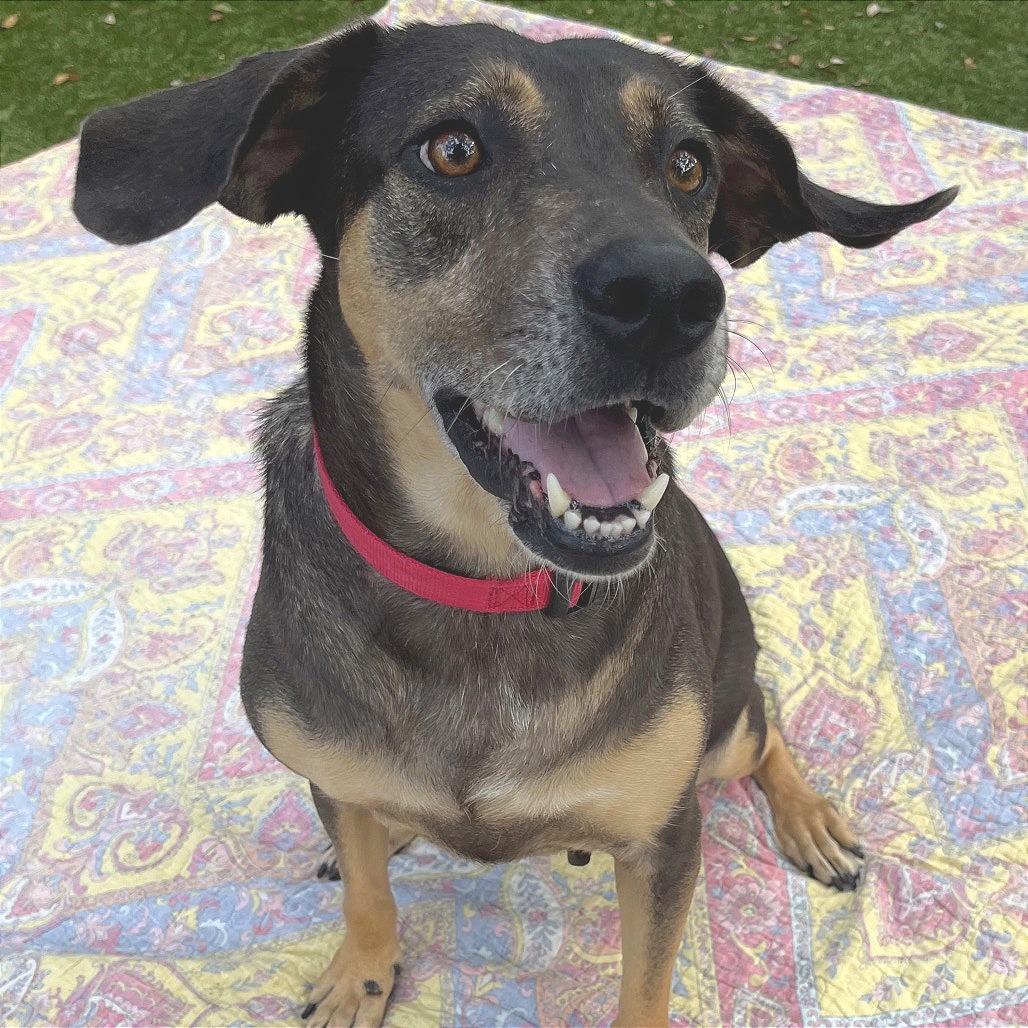 Blip, Adoptable, Senior Female Mixed Breed.