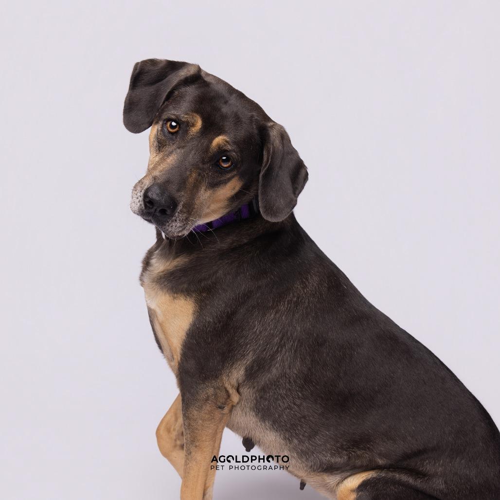 Enlarge Blip, a Adoptable Mixed Breed in Sarasota, FL image 3/6