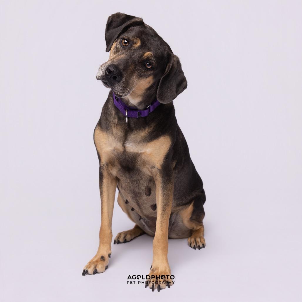 Enlarge Blip, a Adoptable Mixed Breed in Sarasota, FL image 5/6
