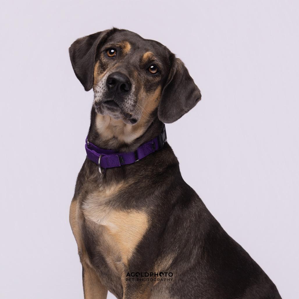 Enlarge Blip, a Adoptable Mixed Breed in Sarasota, FL image 6/6