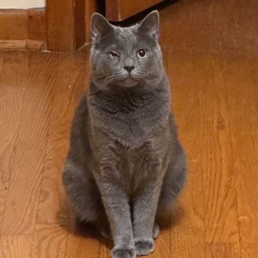 Enlarge Miracle, a Adoptable Domestic Short Hair in Baltimore, MD image 1/6