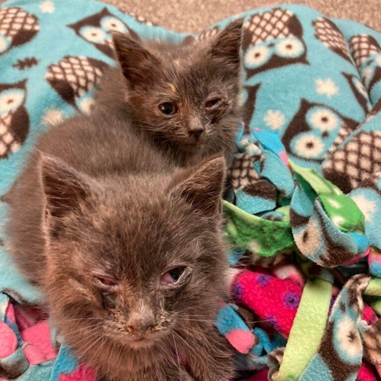 Enlarge Miracle, a Adoptable Domestic Short Hair in Baltimore, MD image 4/6