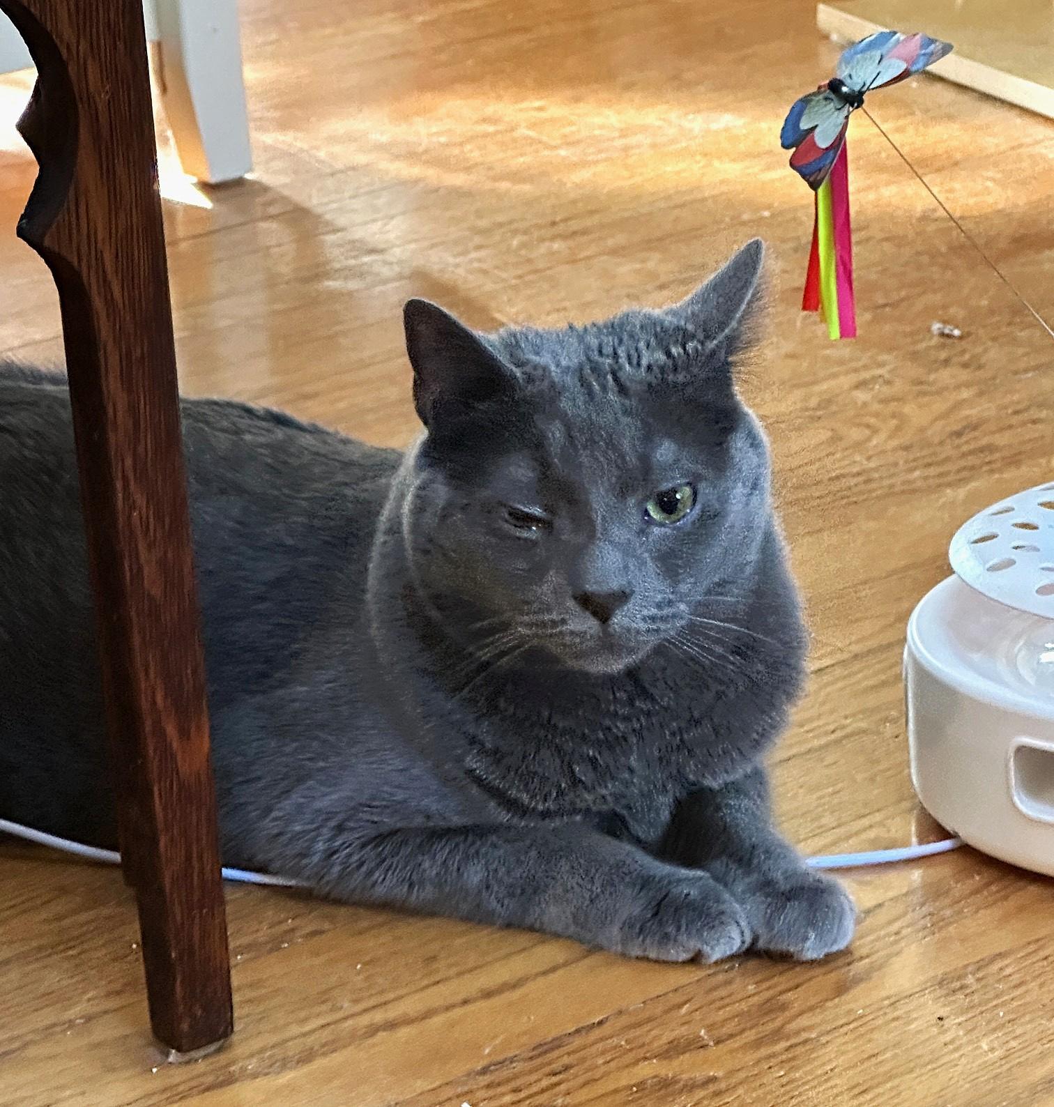 Enlarge Miracle, a Adoptable Domestic Short Hair in Baltimore, MD image 2/6