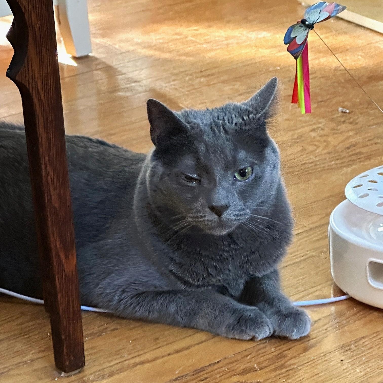 Enlarge Miracle, a Adoptable Domestic Short Hair in Baltimore, MD image 1/6