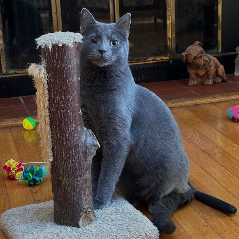 Enlarge Miracle, a Adoptable Domestic Short Hair in Baltimore, MD image 6/6