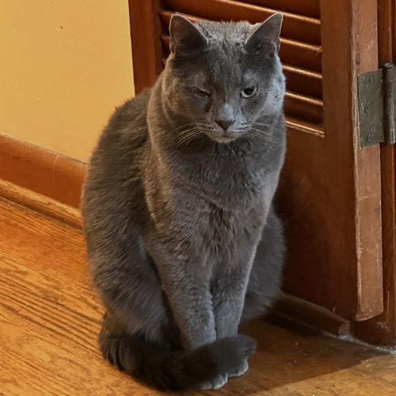 Miracle, Adoptable, Adult Male Domestic Short Hair.