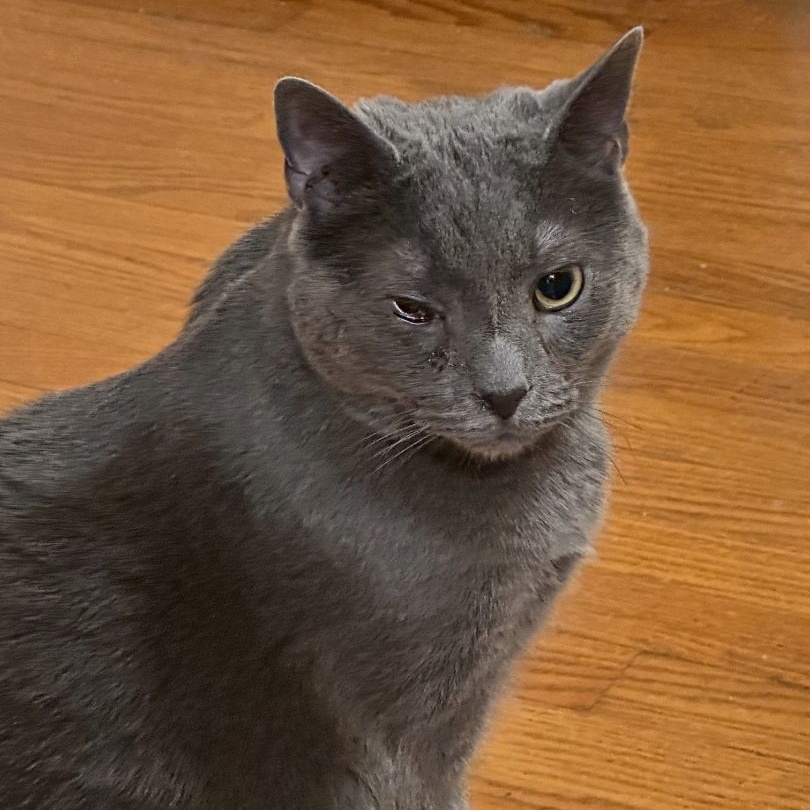 Enlarge Miracle, a Adoptable Domestic Short Hair in Baltimore, MD image 5/6