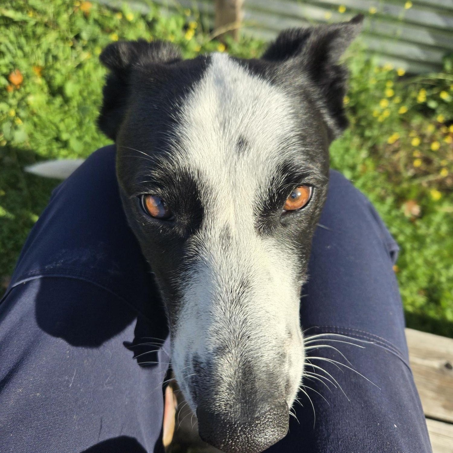 Enlarge Jett, a Adopted mixed breed in Jacksonville, OR image 3/4