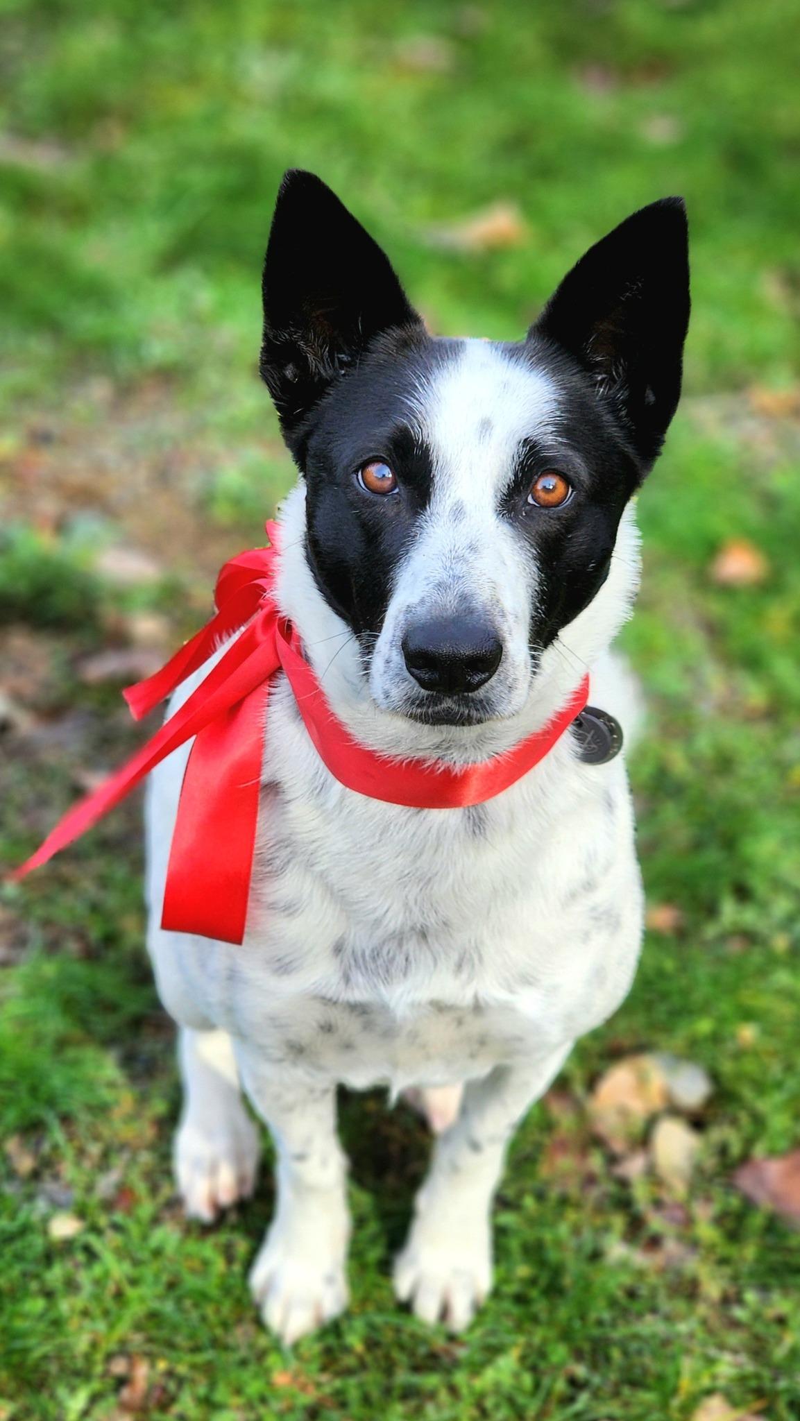 Jett, Adopted, Adult Male Border Collie & Australian Cattle Dog / Blue Heeler.