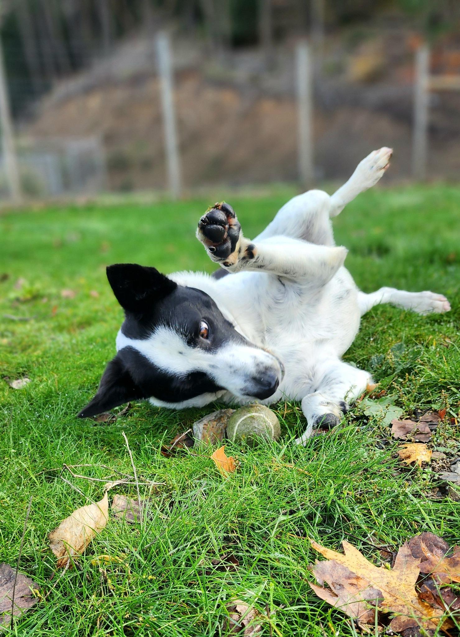Enlarge Jett, a Adopted mixed breed in Jacksonville, OR image 2/4