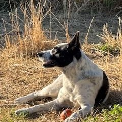 Enlarge Jett, a Adopted mixed breed in Jacksonville, OR image 4/4