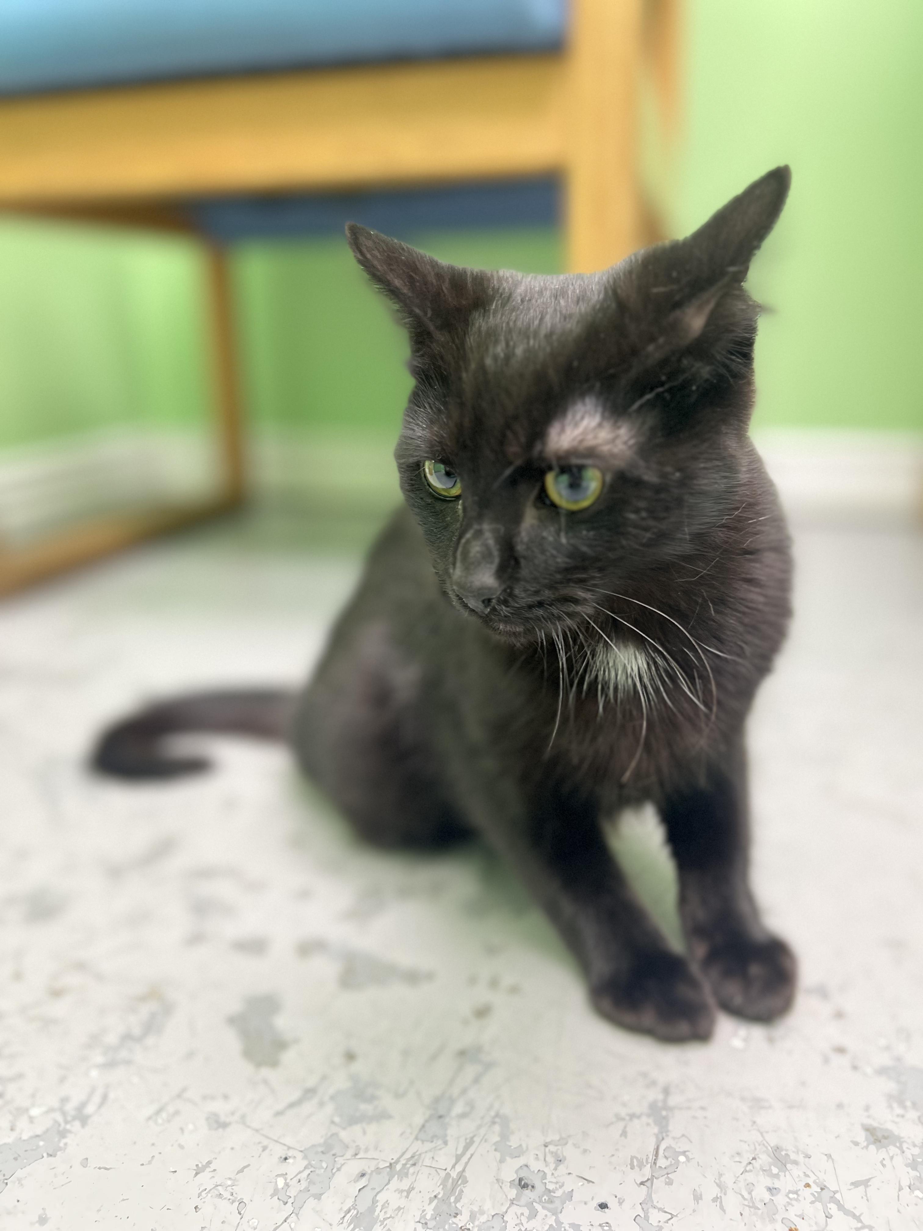 Enlarge Onyx, a ADOPTABLE Domestic Short Hair in Okmulgee, OK image 6/6