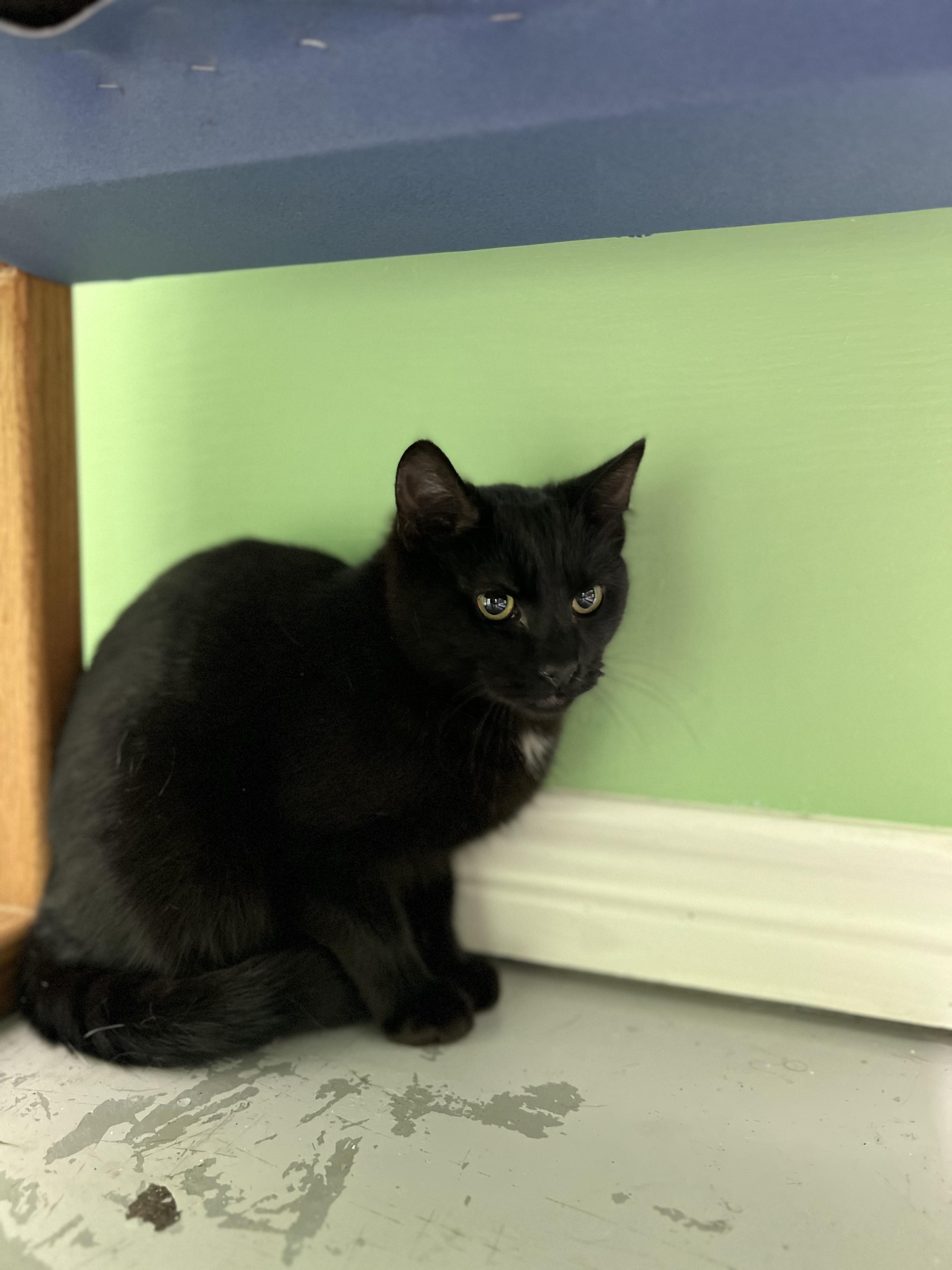 Enlarge Onyx, a ADOPTABLE Domestic Short Hair in Okmulgee, OK image 4/6