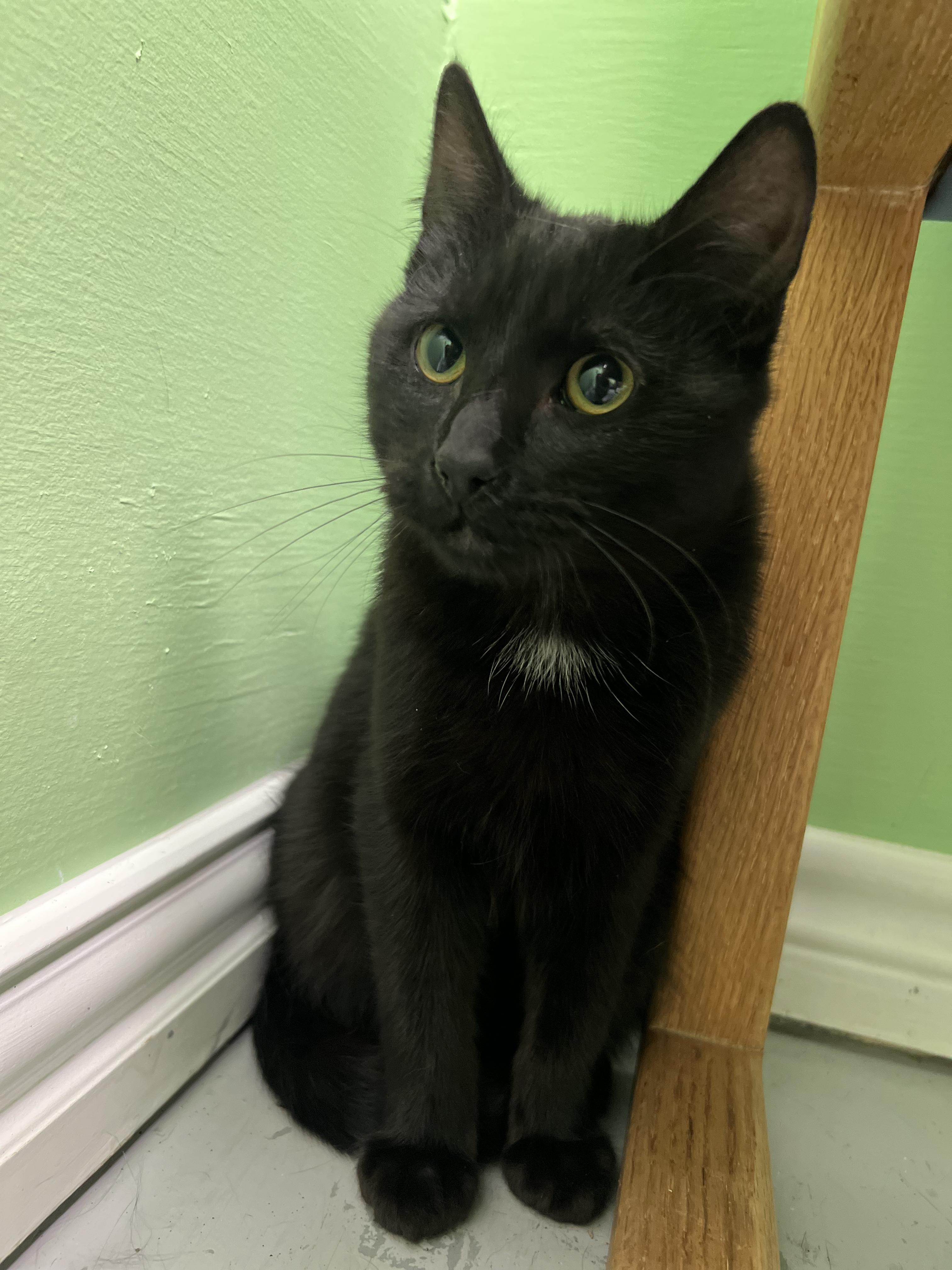 Enlarge Onyx, a ADOPTABLE Domestic Short Hair in Okmulgee, OK image 5/6