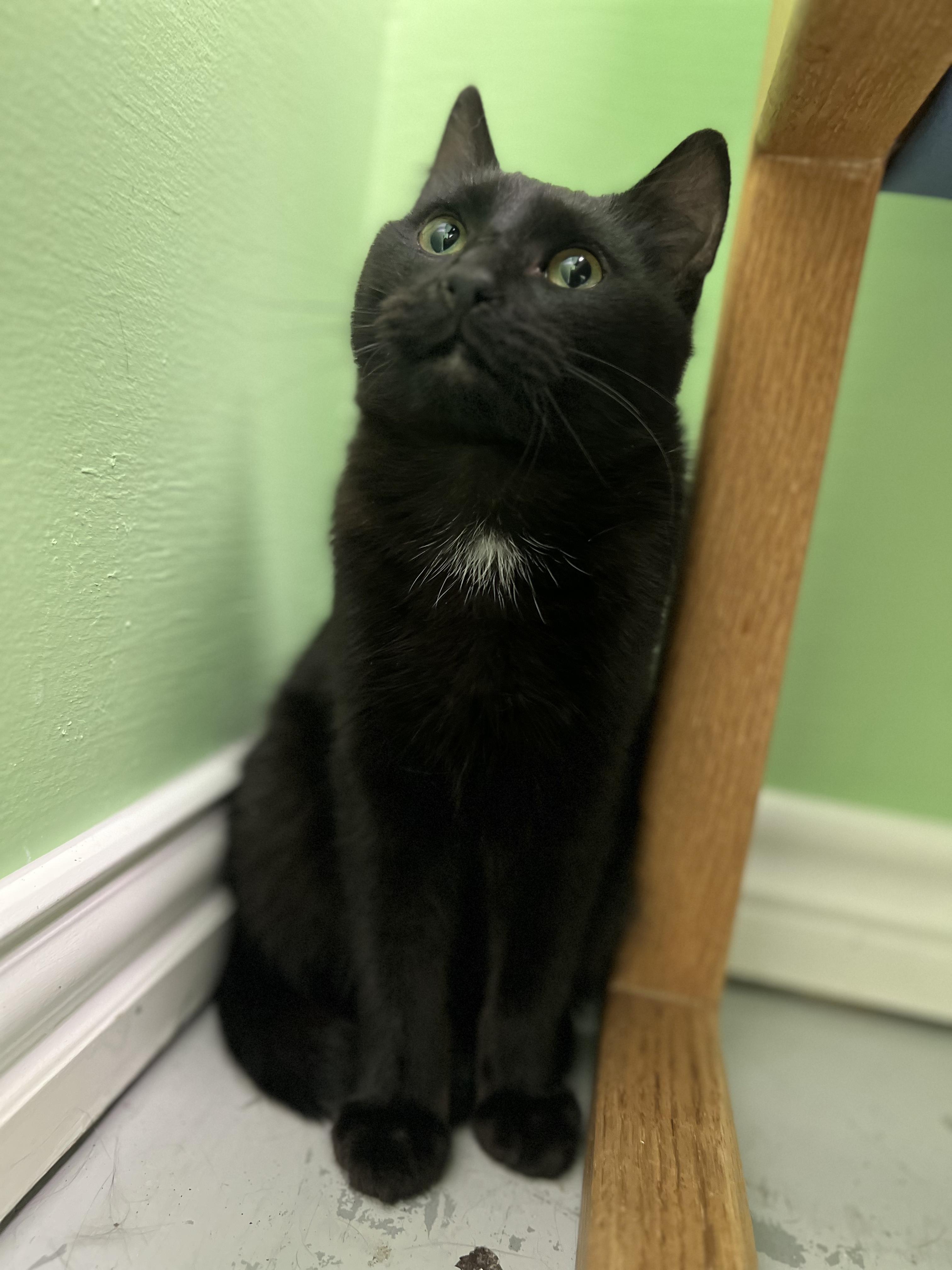 Enlarge Onyx, a ADOPTABLE Domestic Short Hair in Okmulgee, OK image 3/6