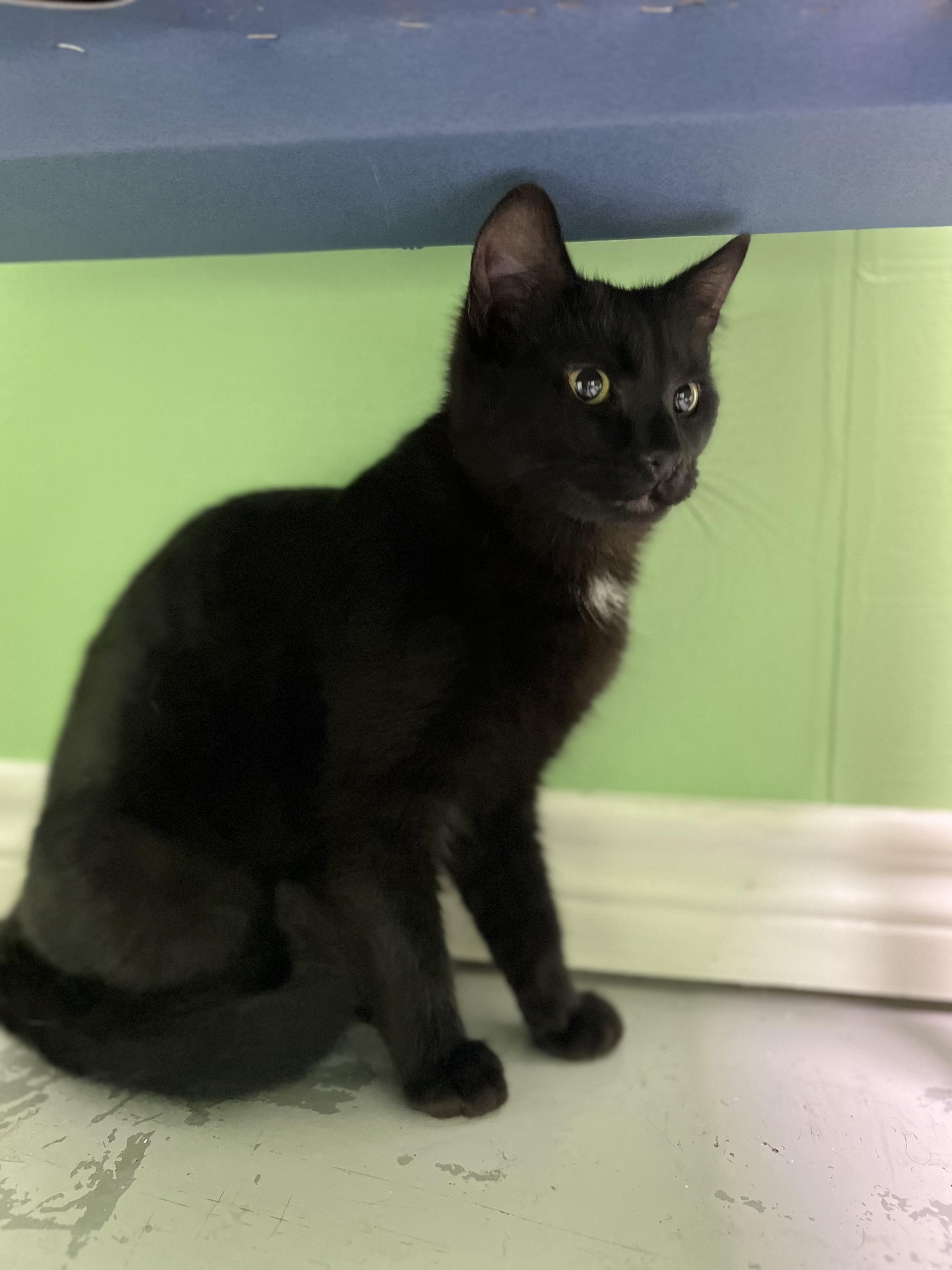 Enlarge Onyx, a ADOPTABLE Domestic Short Hair in Okmulgee, OK image 2/6