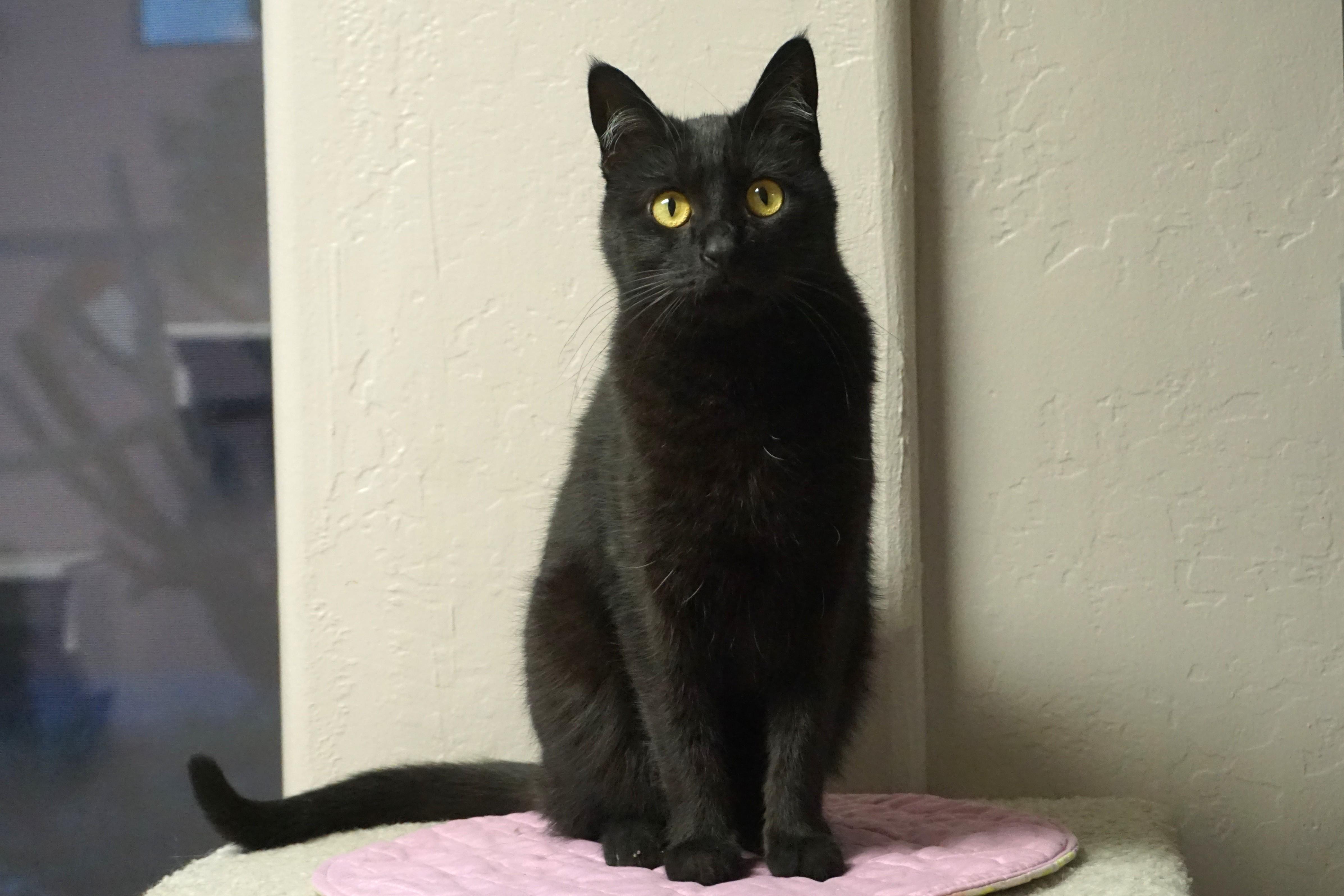 Roo, ADOPTABLE, Adult Female Domestic Short Hair.