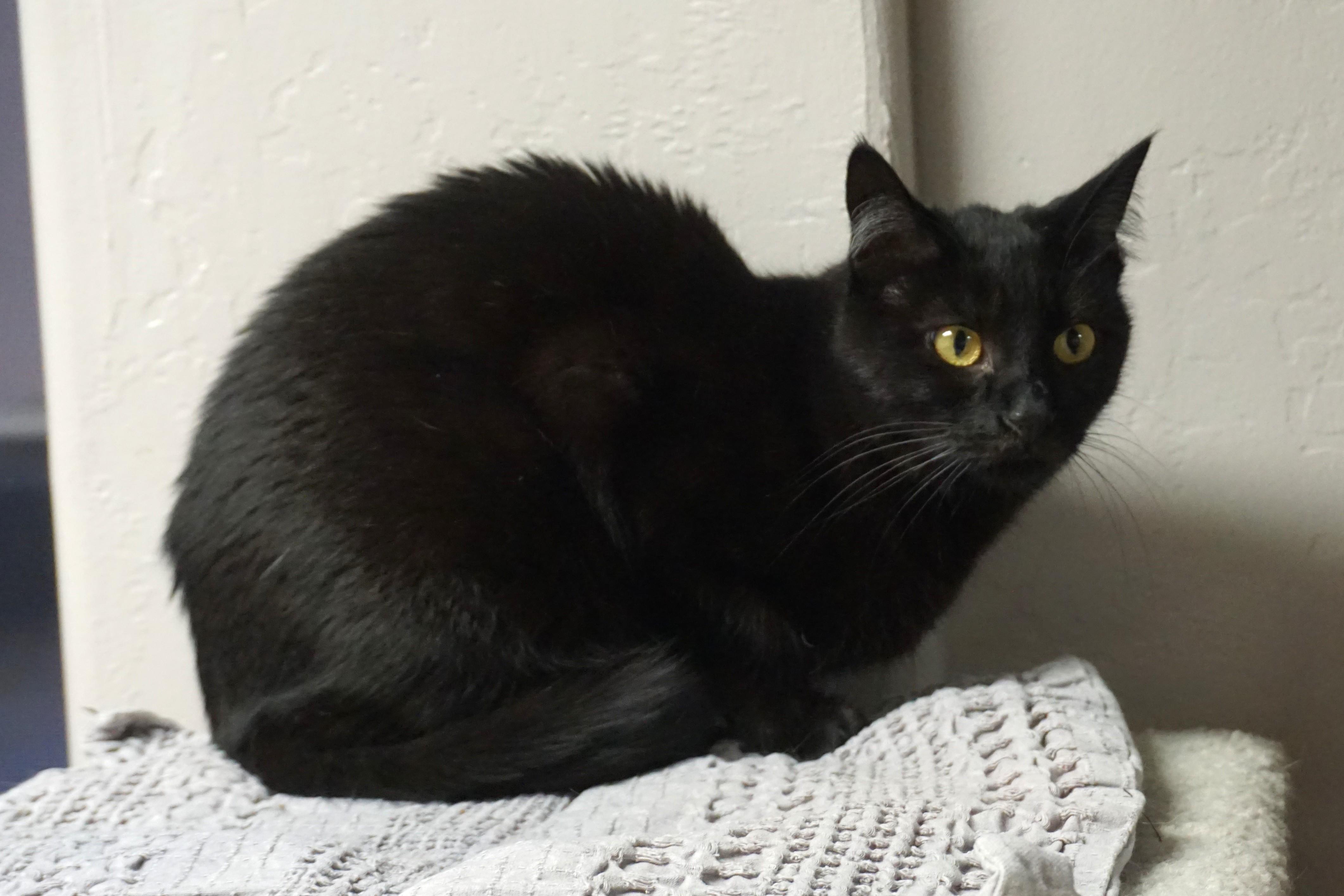 Enlarge Roo, a ADOPTABLE Domestic Short Hair in Fountain Hills, AZ image 5/5