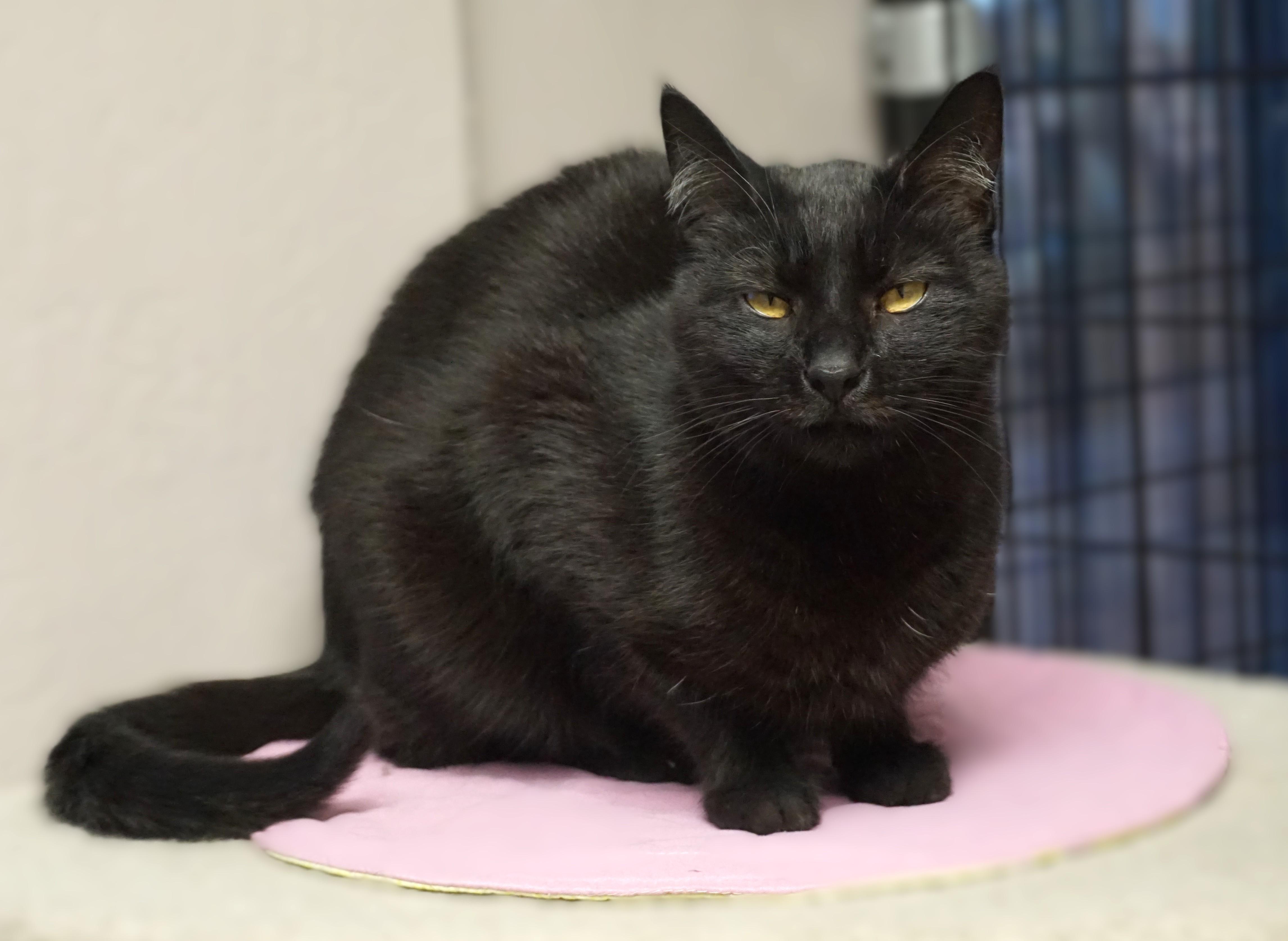 Enlarge Roo, a ADOPTABLE Domestic Short Hair in Fountain Hills, AZ image 2/5