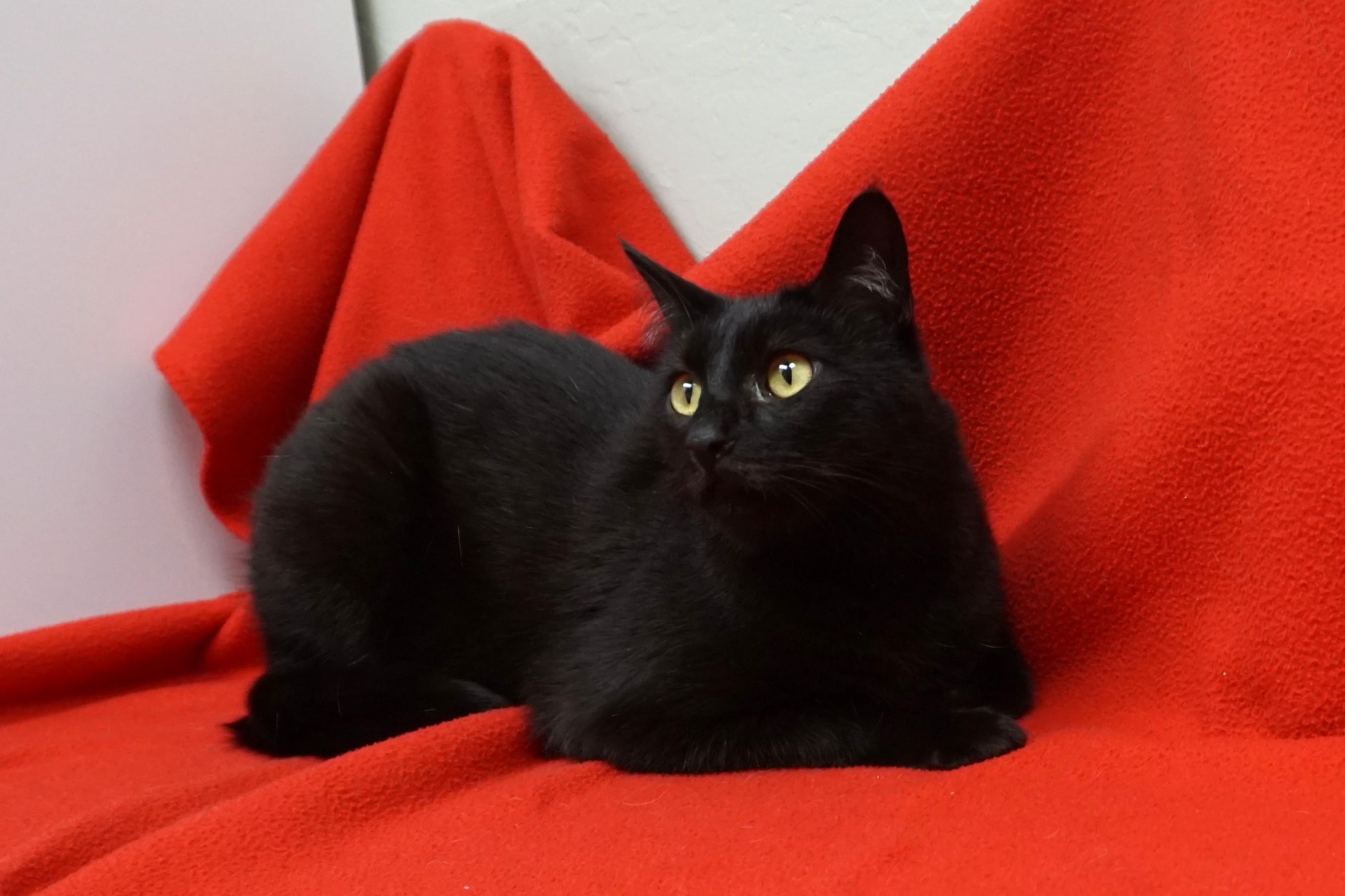 Enlarge Roo, a ADOPTABLE Domestic Short Hair in Fountain Hills, AZ image 3/5