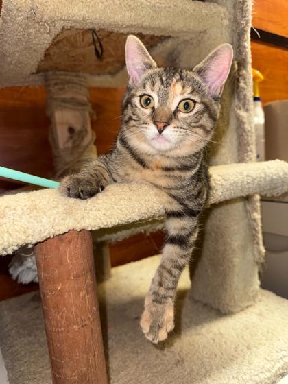 Val, Adoptable, Kitten Female Domestic Short Hair & Domestic Short Hair.