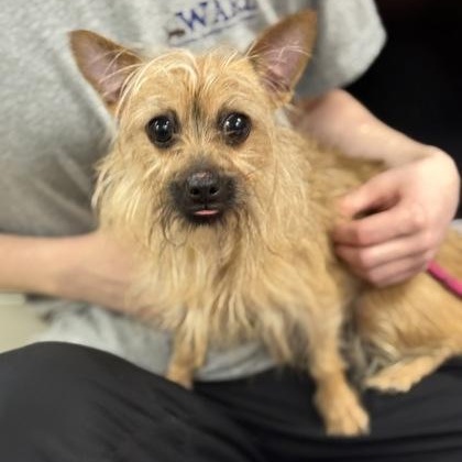 Enlarge Dory, a ADOPTABLE Yorkshire Terrier in Worcester, MA image 1/1