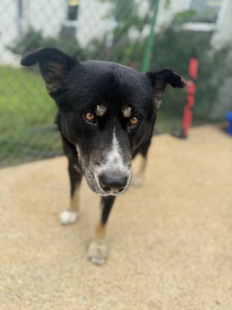 Ashe 25D-088, Adoptable, Adult Male Shepherd.