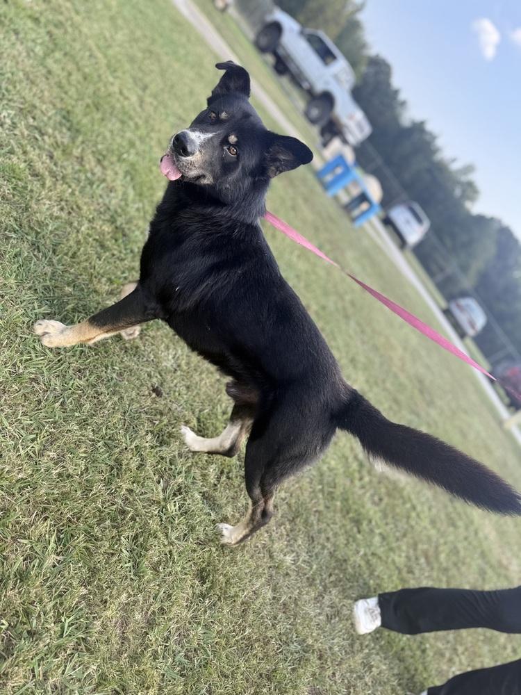 Enlarge Ashe 25D-088, a Adoptable mixed breed in Corinth, MS image 2/4