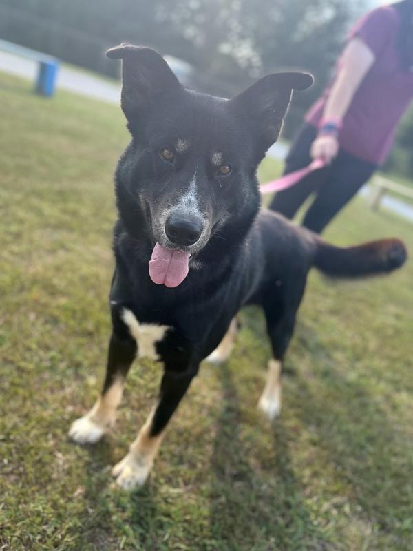 Enlarge Ashe 25D-088, a Adoptable mixed breed in Corinth, MS image 3/4