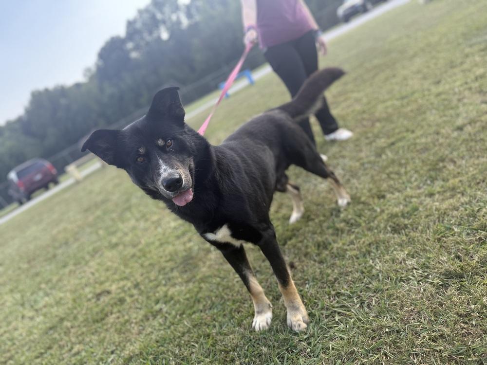 Enlarge Ashe 25D-088, a Adoptable mixed breed in Corinth, MS image 4/4