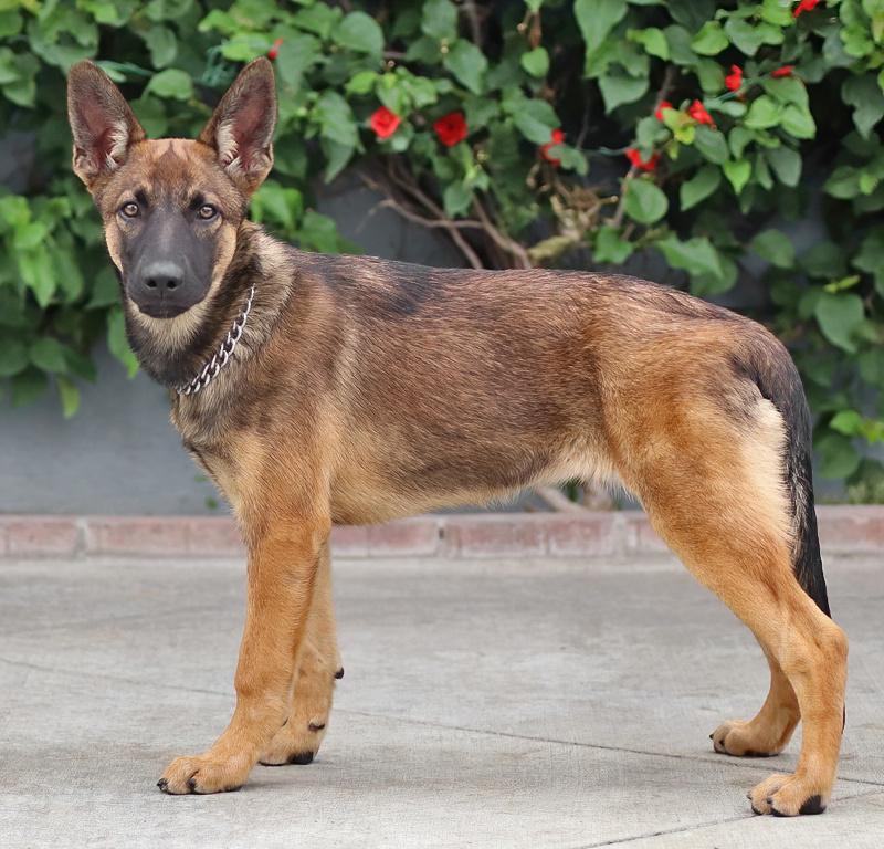 Enlarge Sasha von Seffern, a Adopted mixed breed in Los Angeles, CA image 5/5