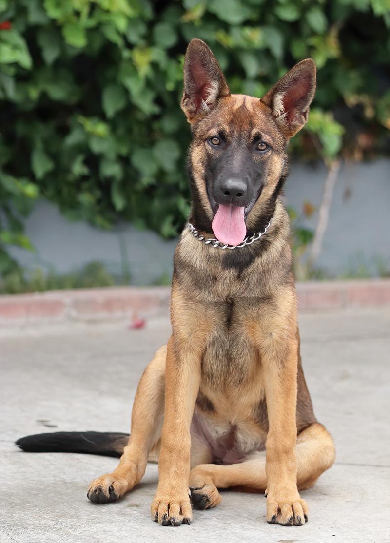 Enlarge Sasha von Seffern, a Adopted mixed breed in Los Angeles, CA image 4/5