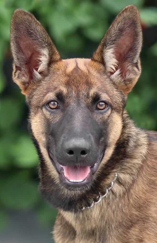 Enlarge Sasha von Seffern, a Adopted mixed breed in Los Angeles, CA image 1/5