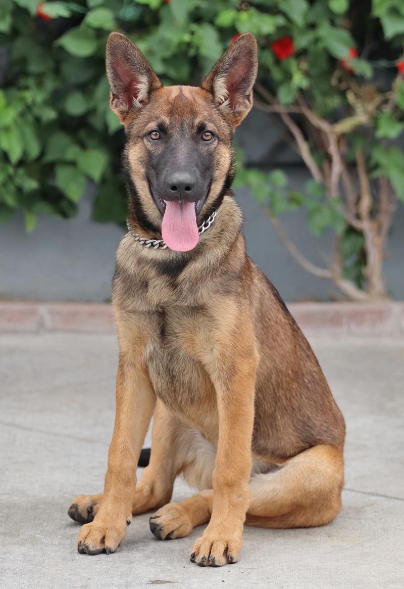 Enlarge Sasha von Seffern, a Adopted mixed breed in Los Angeles, CA image 3/5